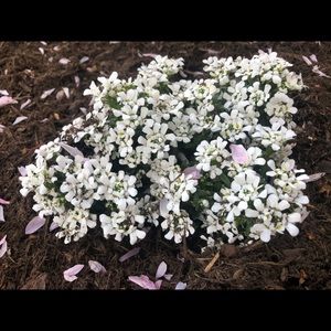 Meet your Posher, Bella